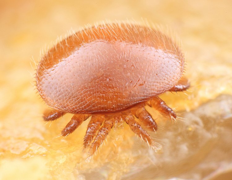 Varroa destructor